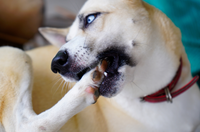 Common Dog Bite Bacteria that Leads to Dangerous Infections